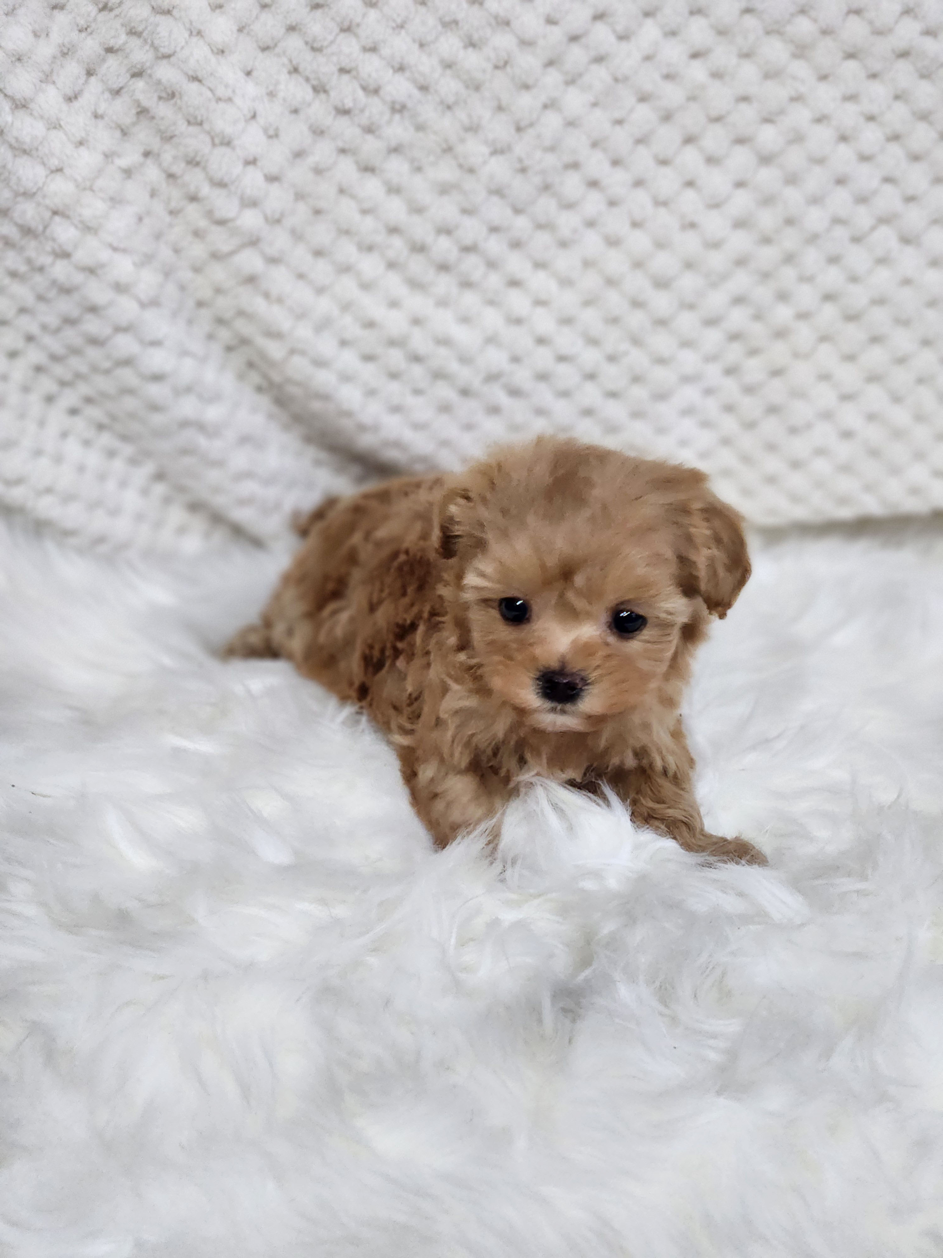 말티푸 분양합니다!